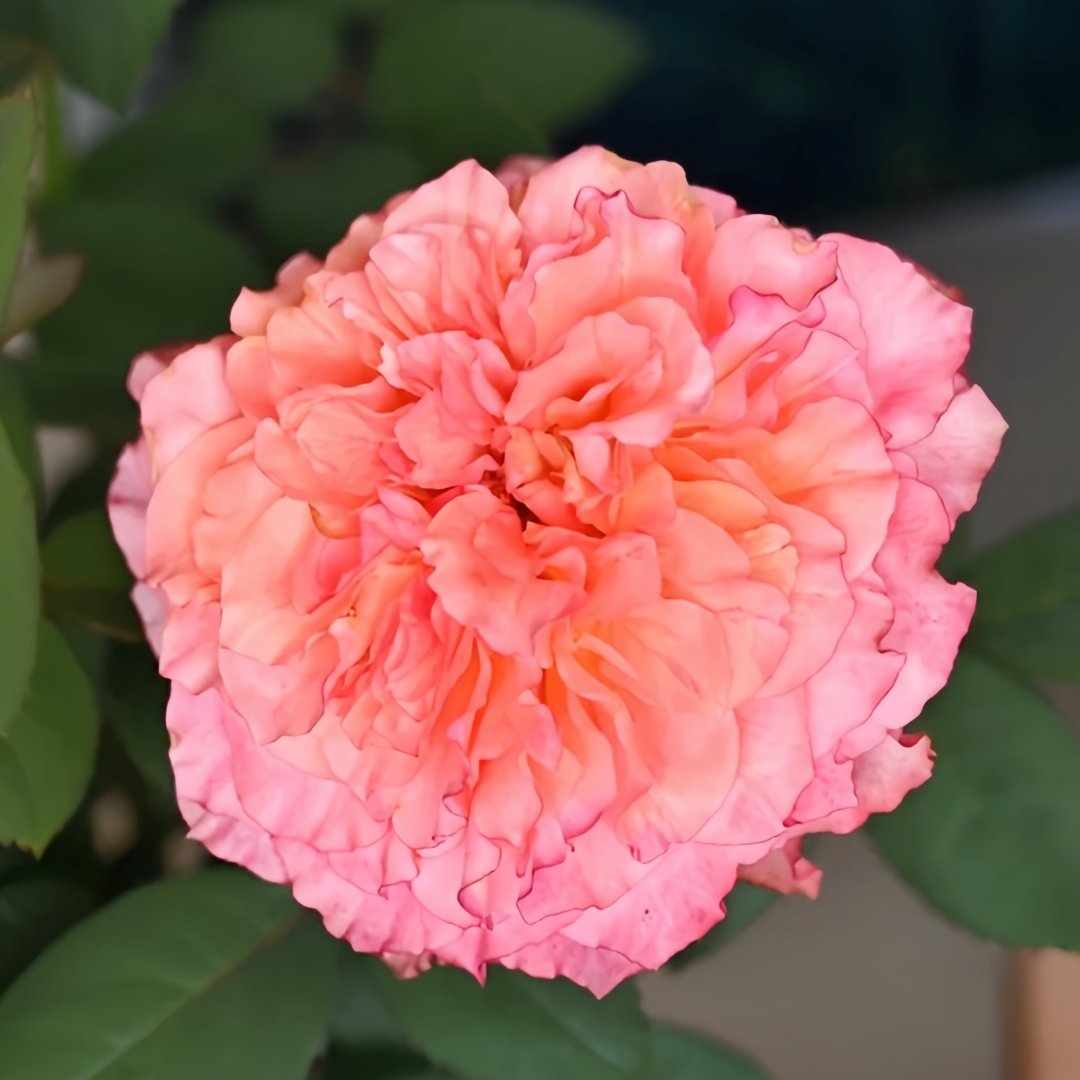 Free Spirit Rose Plant ｜自由精灵 image 3