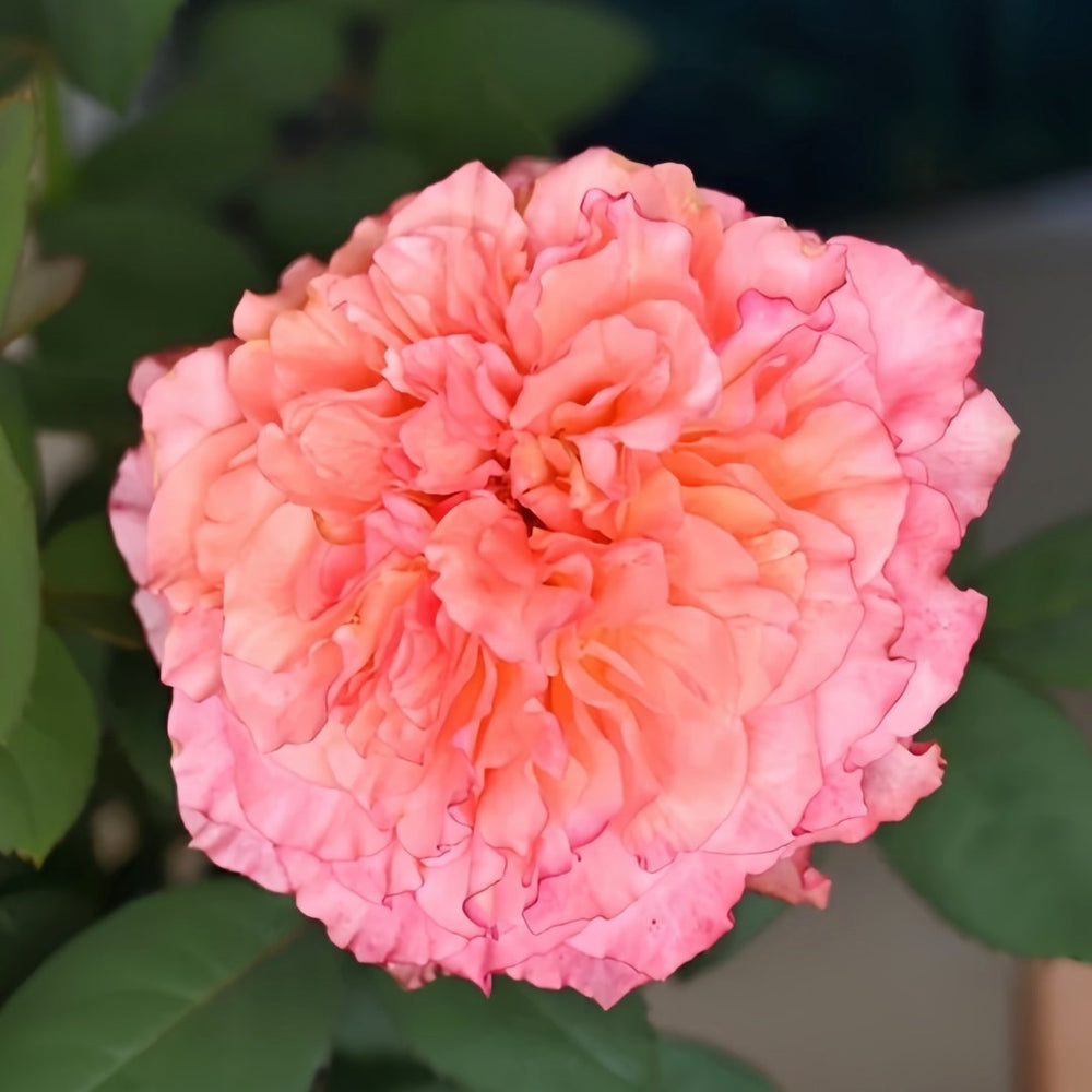 Free Spirit Rose Plant ｜自由精灵 image 3