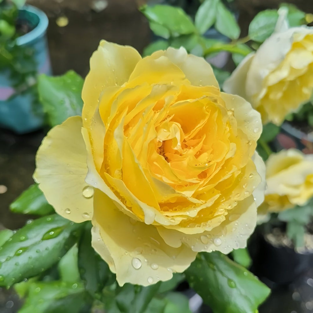 Hiyoko Rose Plant|小黄鸡 image 4