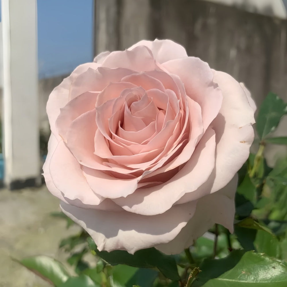 Cosset Rose Plant｜柯赛特 image 2