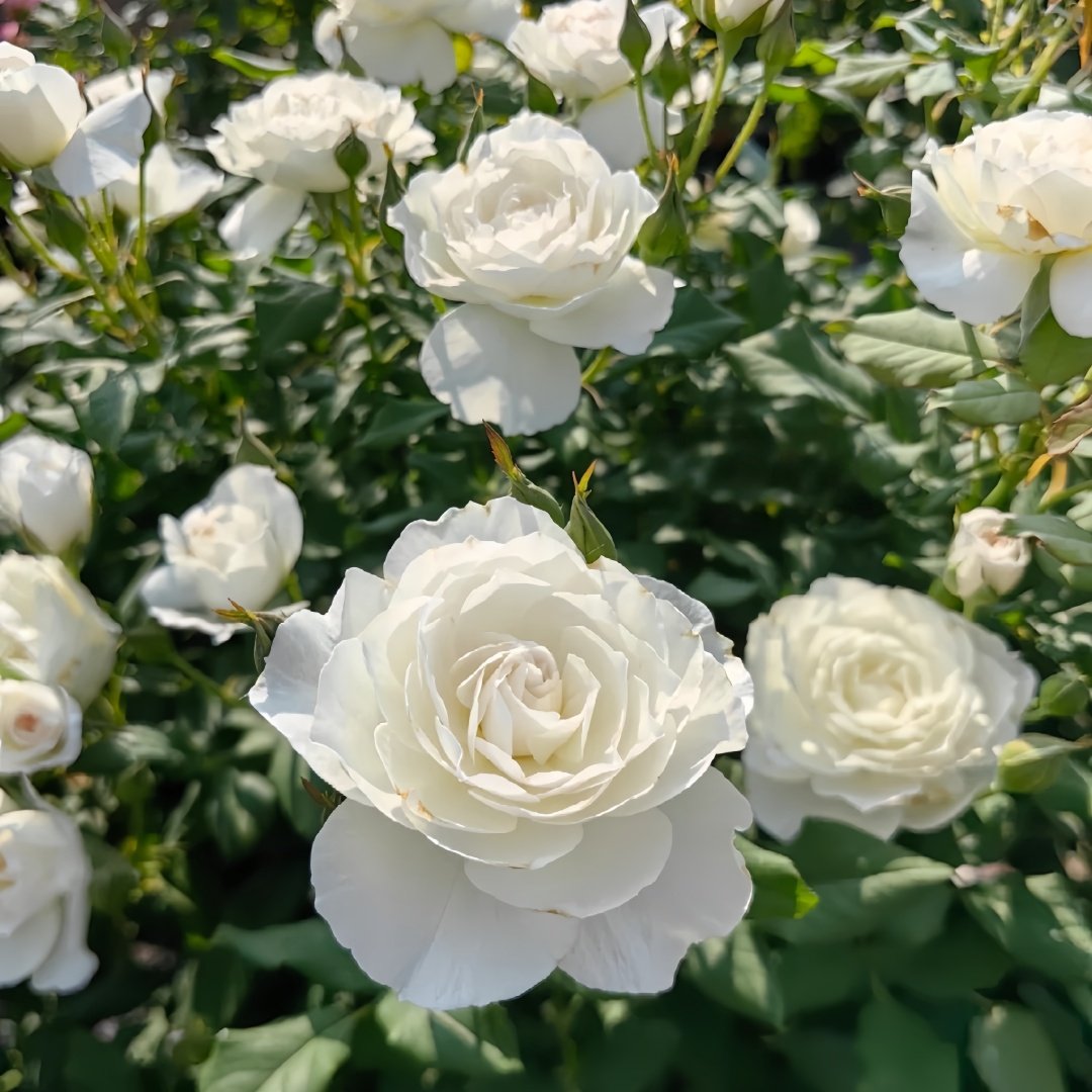 Shizuku Rose Plant|心之水滴 image 6