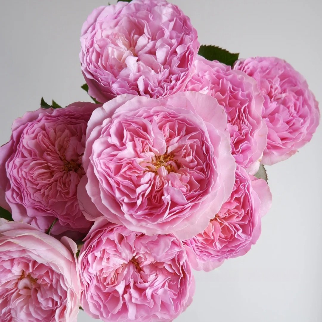 Rosalind Rose Plant｜罗莎琳达 image 4