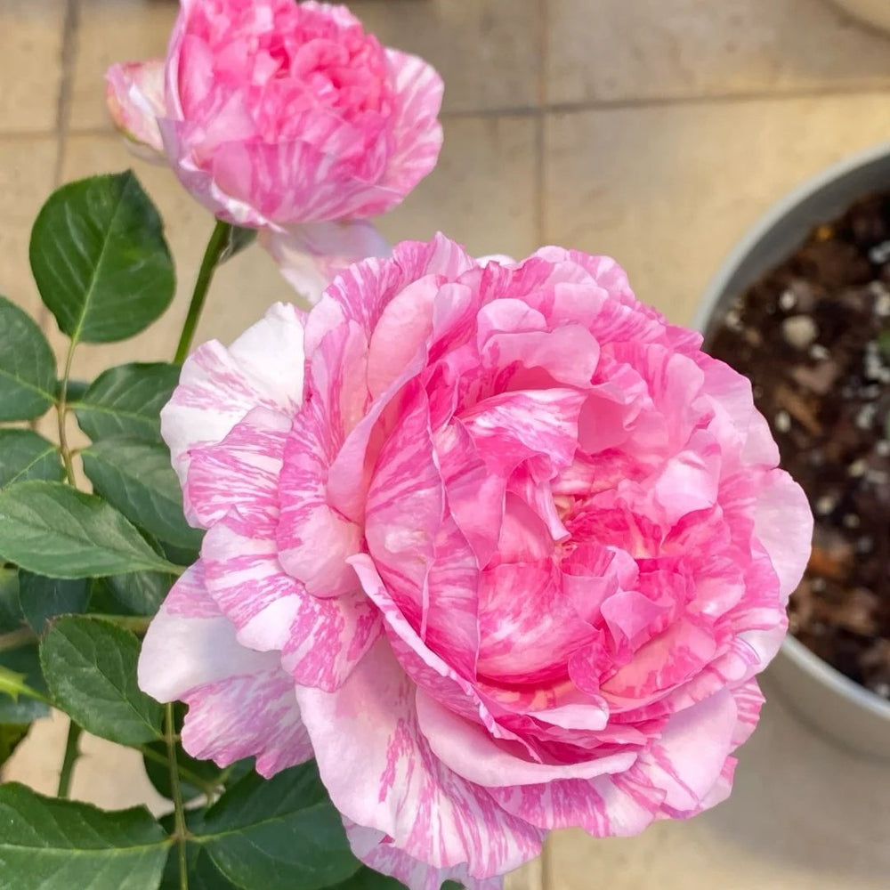 Yves Splash Rose Plant | 伊芙飞溅 image 4
