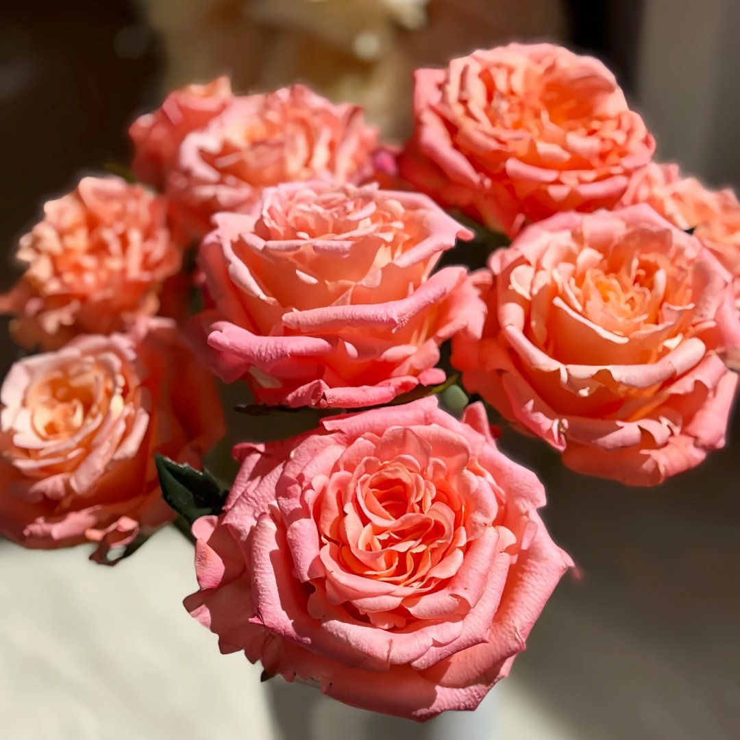 Yanluo Rose Plant|烟罗 image 1