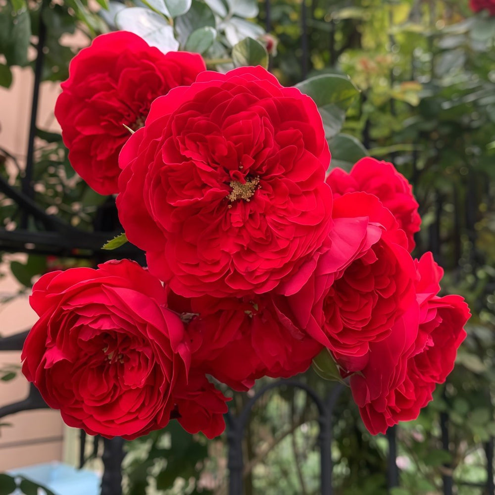 Florentina Rose Plant｜弗洛伦蒂娜 image 3