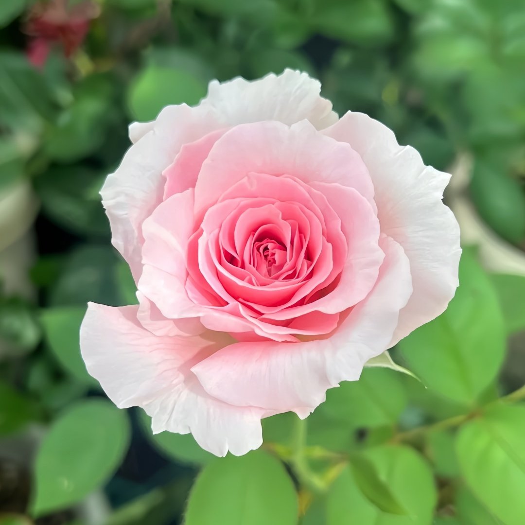 Haruno Rose Plant|春乃 image 2