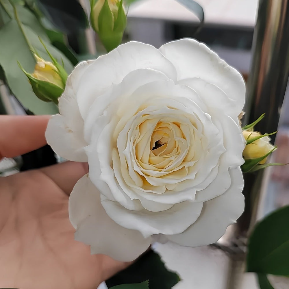 White Cloud Rose Plant｜白色云端 image 7