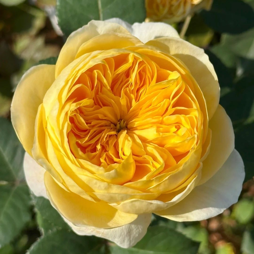 Jeanne d’Arc Rose Plant｜圣女贞德 image 8