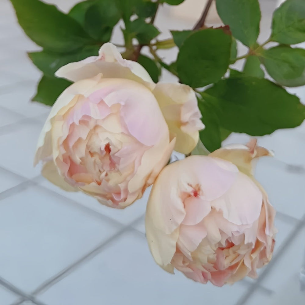 Returning to Spring Rose Plant|回春 image 6