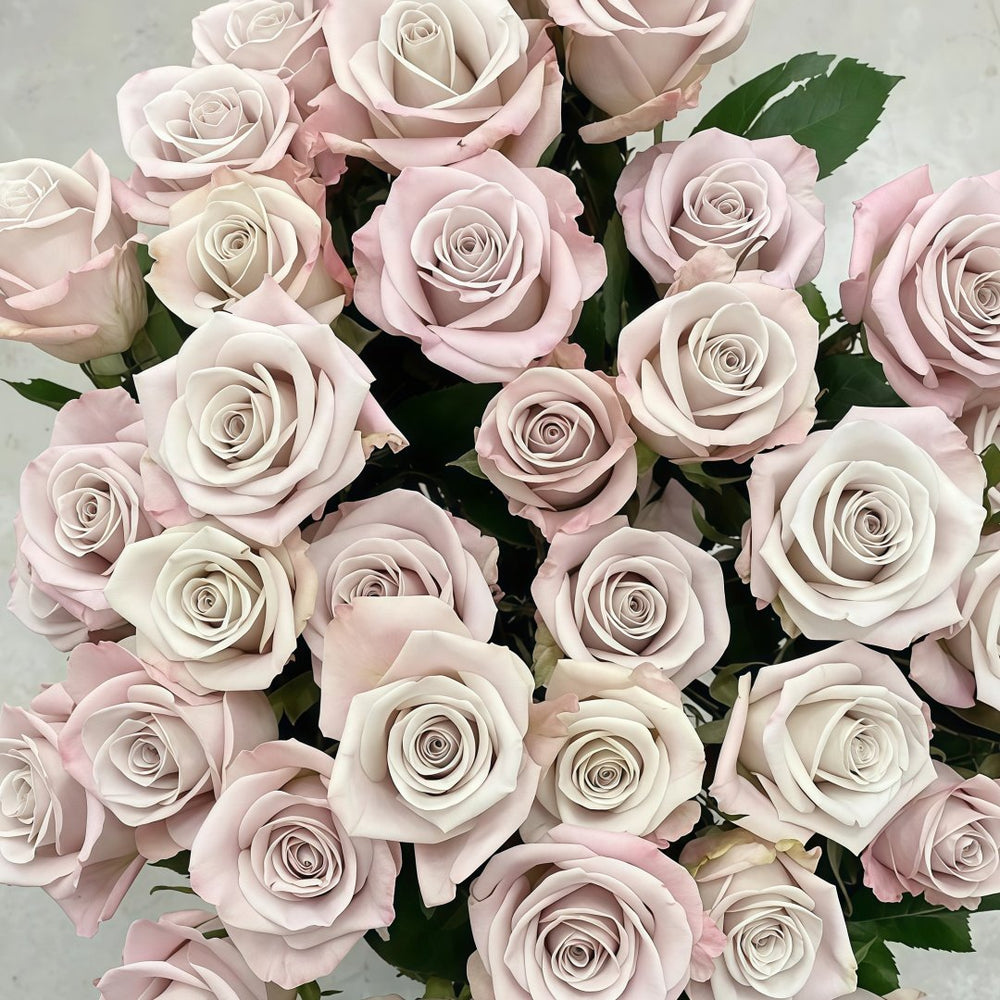 Menta Rose Plant | 曼塔 image 2
