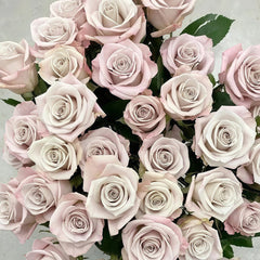 Menta Rose Plant | 曼塔 image 2