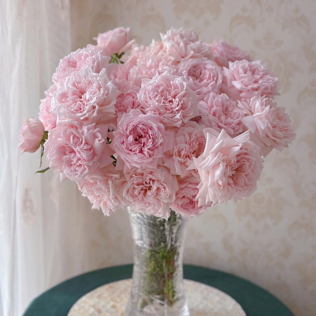 Princess Hitomi Rose Plant｜仁美公主 image 18