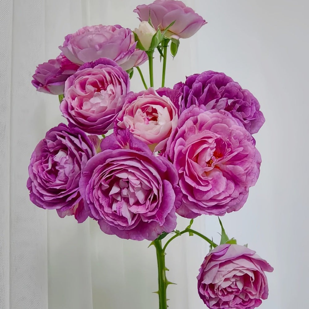 Huddersfield Choral Society Rose Plant｜合唱团 image 6