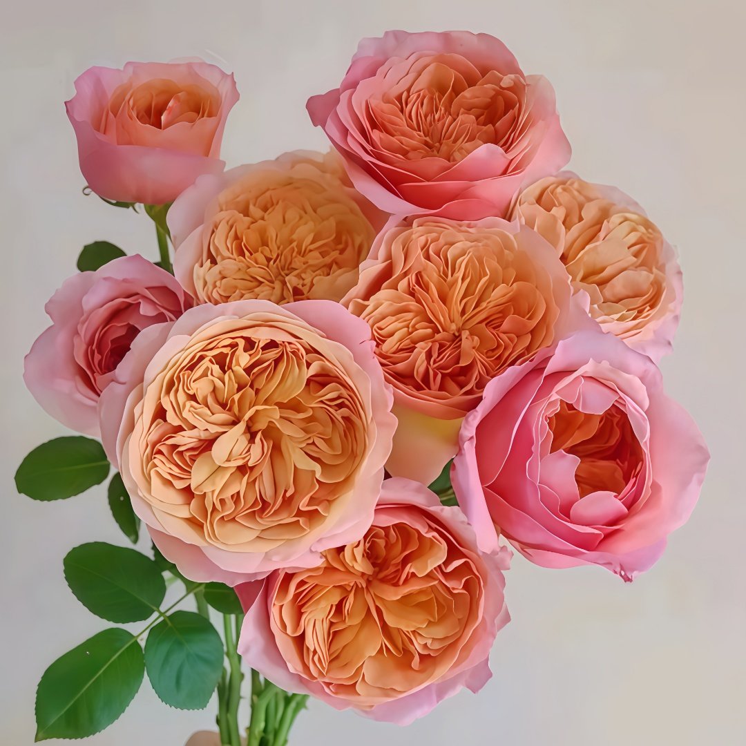 Victoria's secret Rose Plant|维多利亚的秘密 image 2