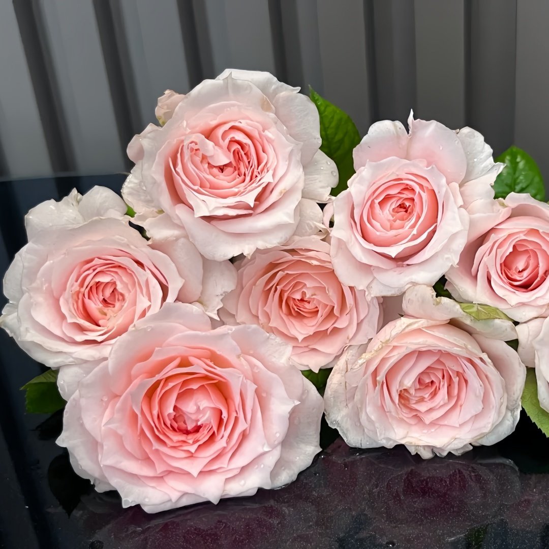 Yuzhi Rose Plant|玉脂 image 1