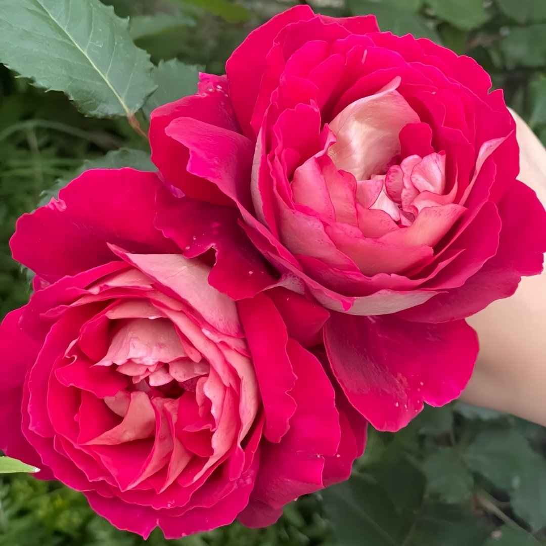 Dominique Massad Rose Plant｜马萨德医生 image 3