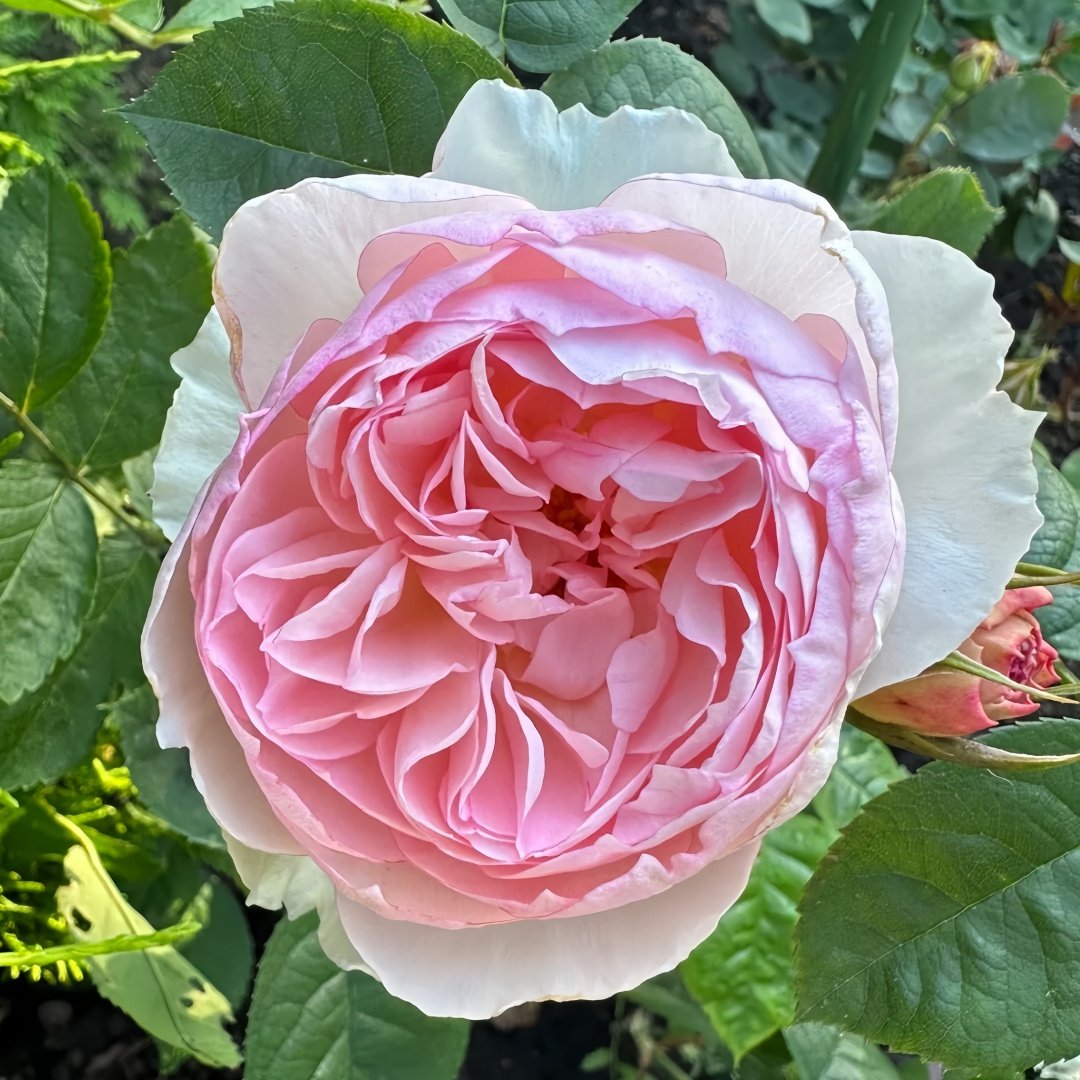 The Generous Gardener Rose Plant|慷慨的园丁 image 3