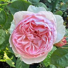 The Generous Gardener Rose Plant|慷慨的园丁 image 3