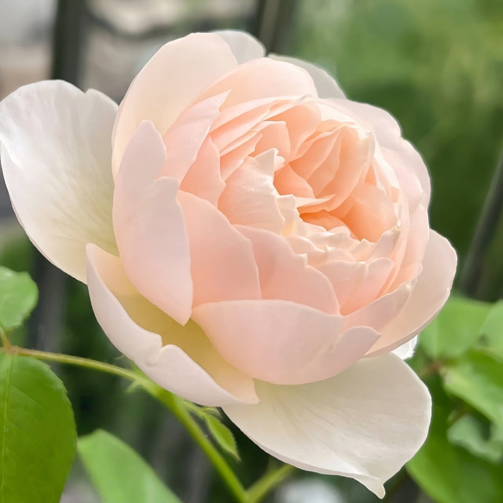 The Shepherdess Rose Plant|牧羊女 image 4