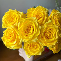 Yellow Breeze Rose Plant｜黄色布雷茨 image 1