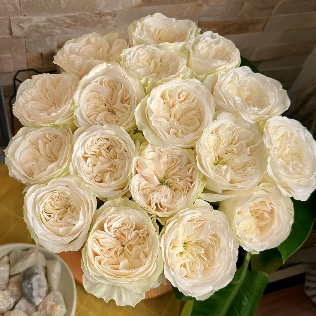 Priscilla Rose Plant|普利希拉 image 0
