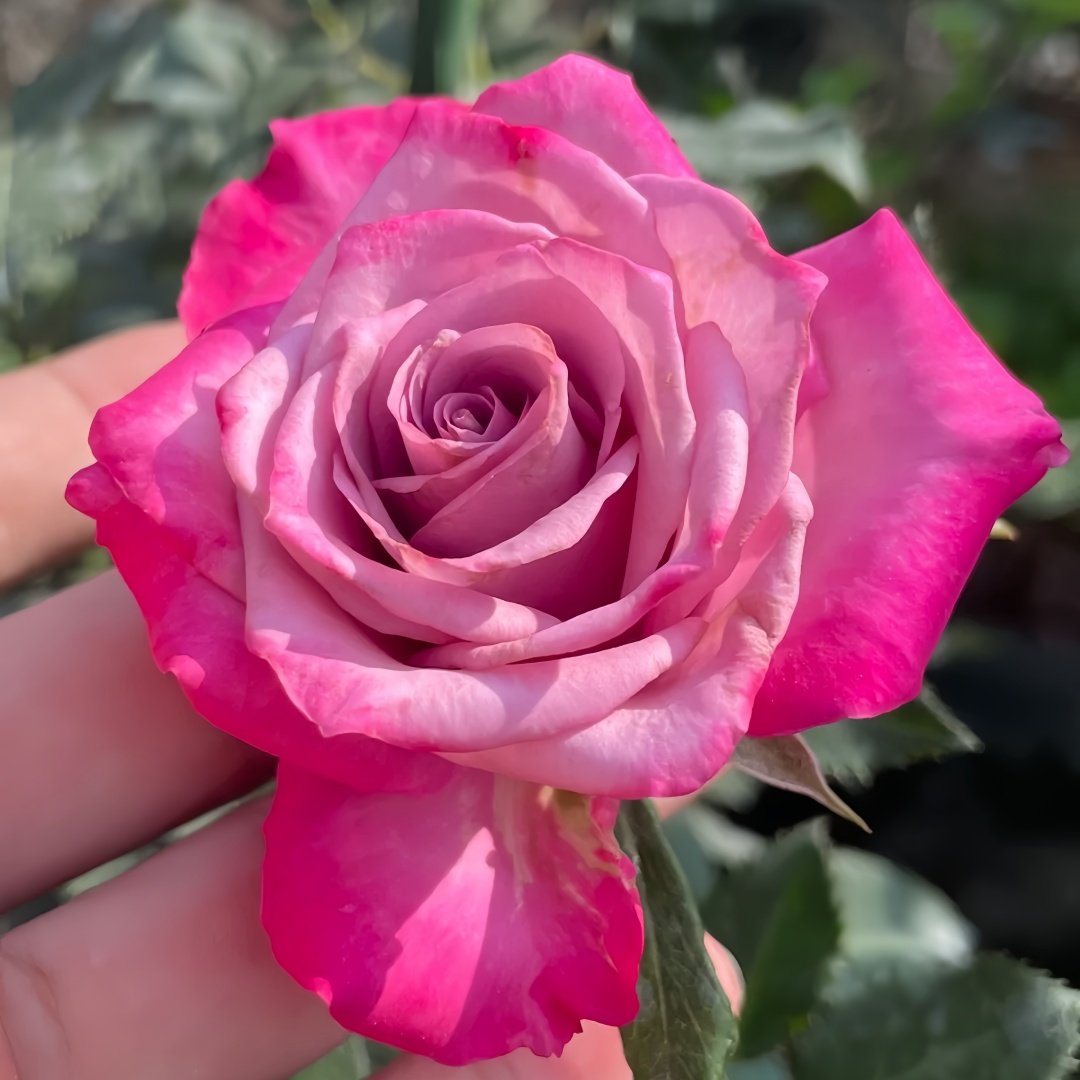 Deep Purple Rose Plant｜一片深紫 image 2