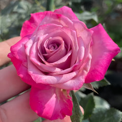 Deep Purple Rose Plant｜一片深紫 image 2