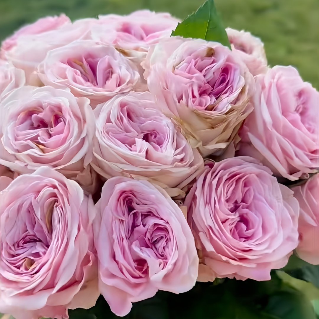 Gossip Girl Rose Plant｜绯闻女孩 image 7