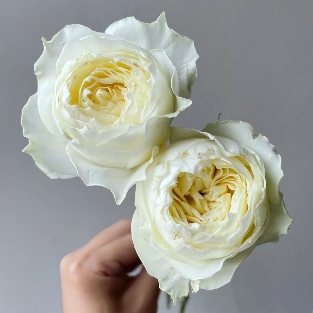 Coldplay Rose Plant|酷玩 image 1