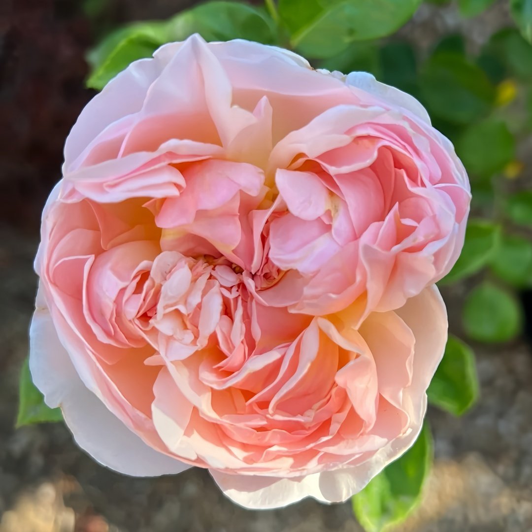 Evelyn Rose Plant｜伊芙琳 image 3