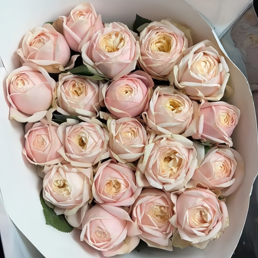 New SPS Rose Plant|柏林少女 image 0
