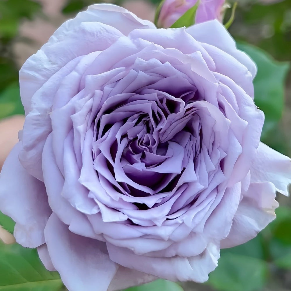 Colin Craven Rose Plant｜柯林克莱文 image 2