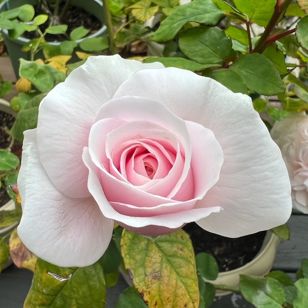Princess Hoshiko Rose Plant|星子公主 image 2