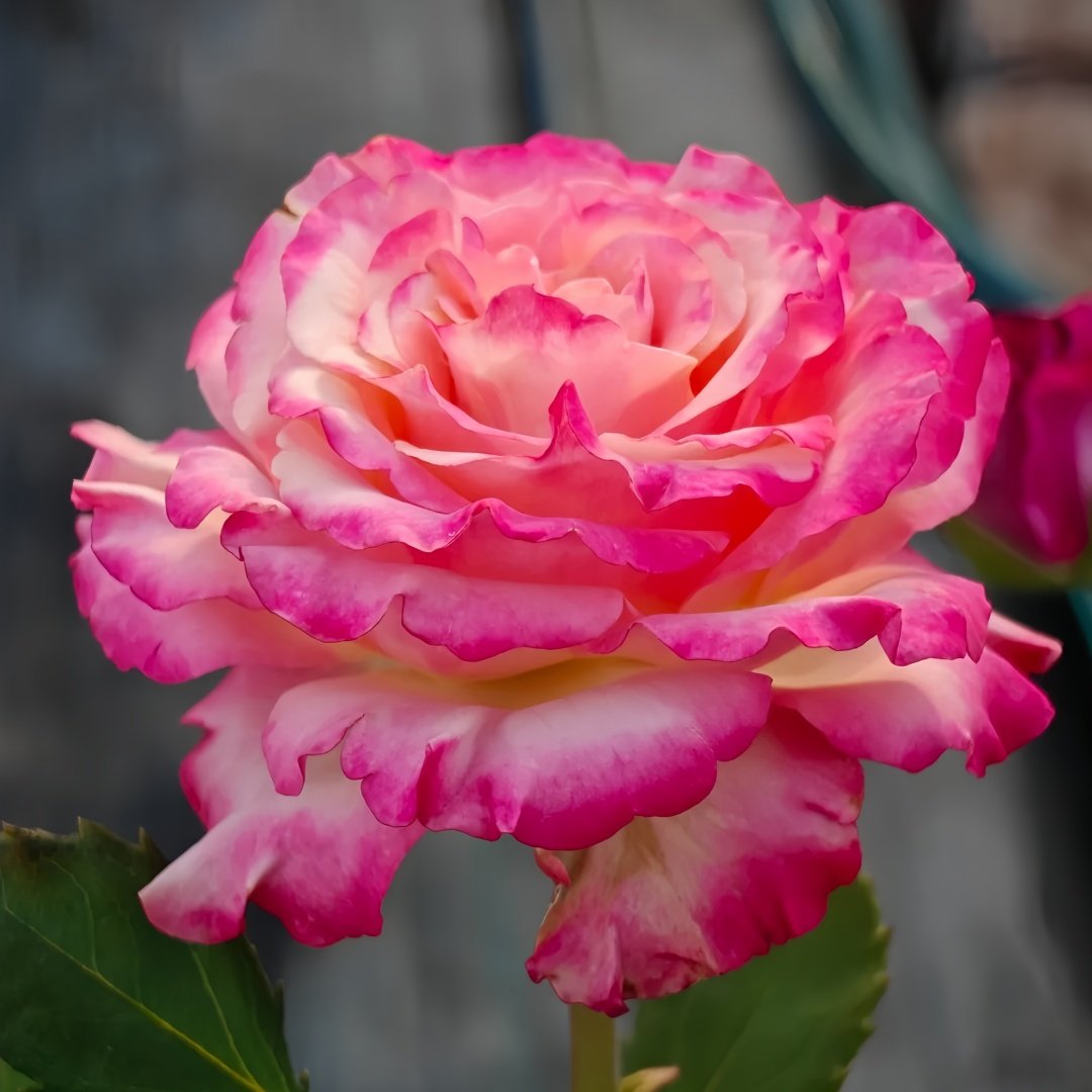 Memphis Rose Plant|梦菲斯 image 3