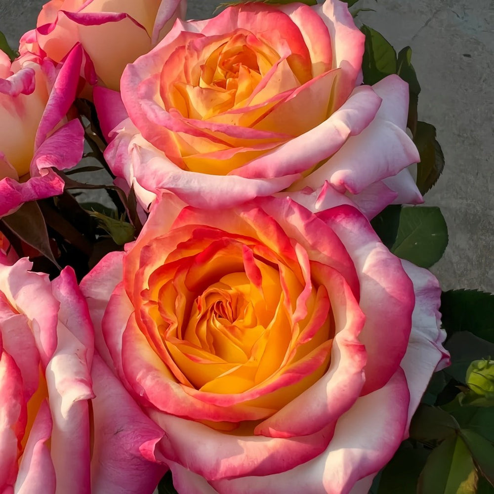 Pop Star Rose Plant|流行歌星 image 4