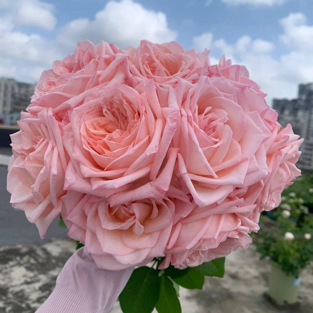 Pink ohara Rose Plant|粉哈娜 image 0