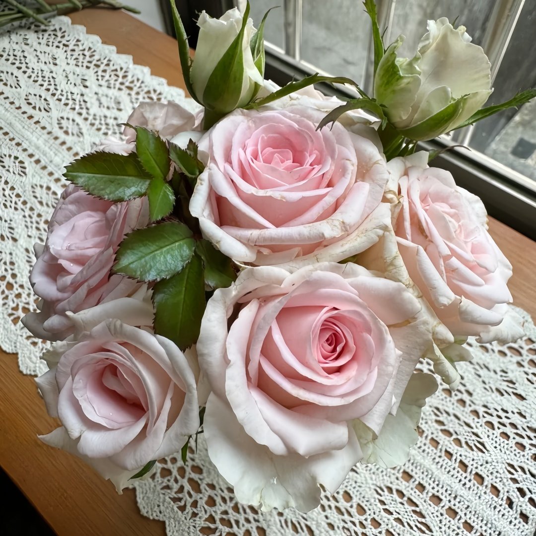 Sweet Revival Rose Plant|甜蜜苏醒 image 7