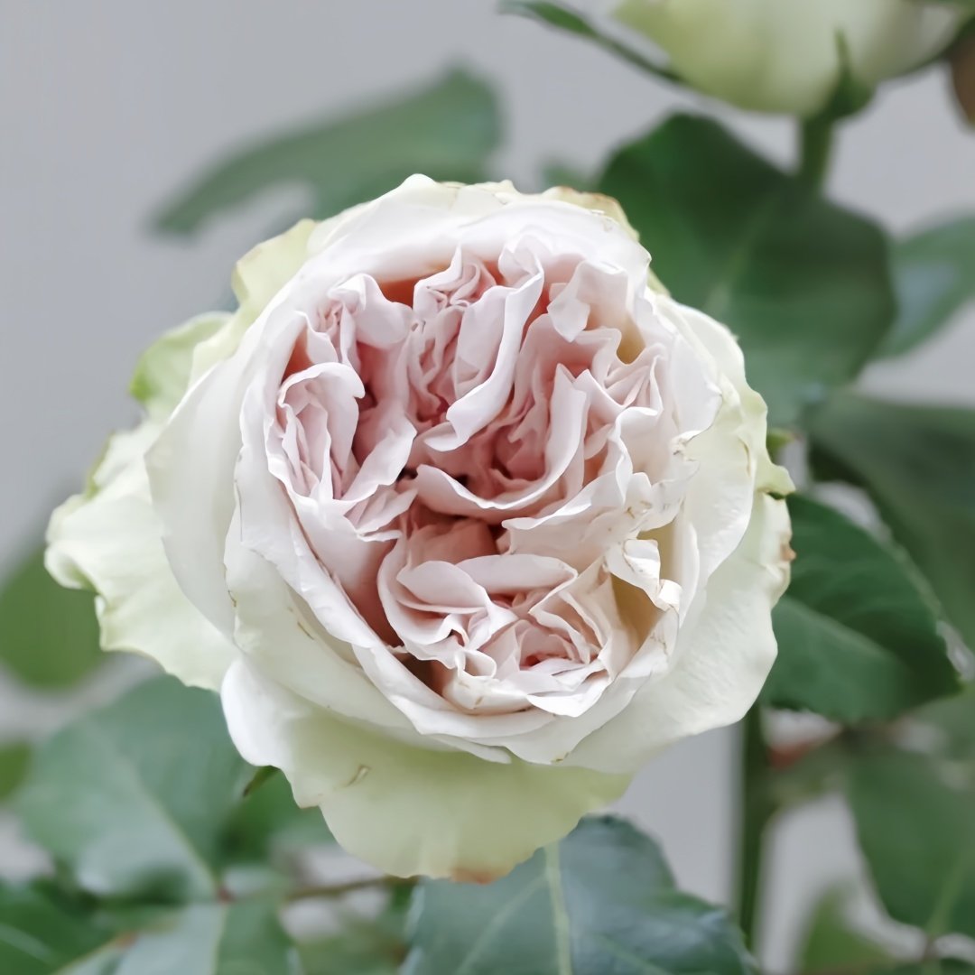 Shades of Grey Rose Plant| 灰色阴影 image 6