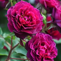 Laylah Rose Plant|黑夜莱拉 image 3