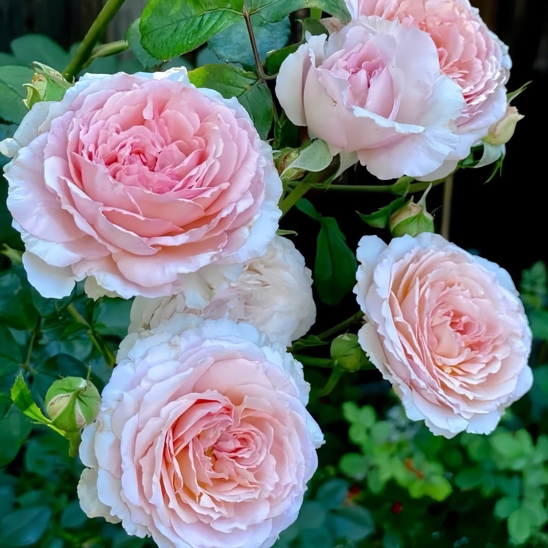 James Galway Rose Plant｜詹姆斯高威 image 5