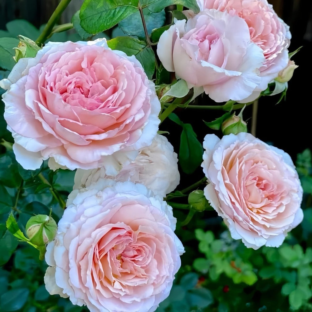 James Galway Rose Plant｜詹姆斯高威 image 5