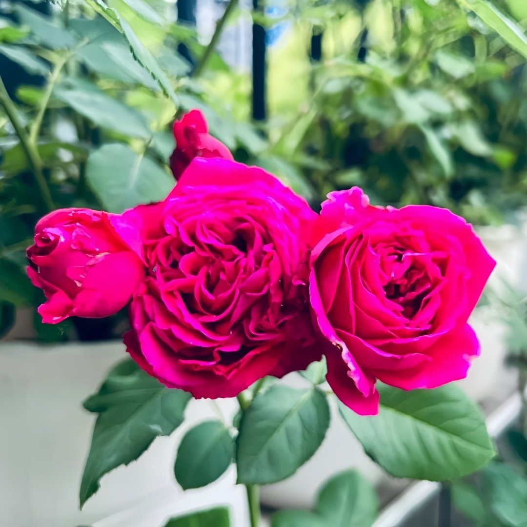 Yves Lorio Rose Plant｜伊芙红宝石伯爵 image 7