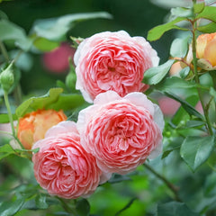 William Morris Rose Plant|威廉莫里斯 image 3