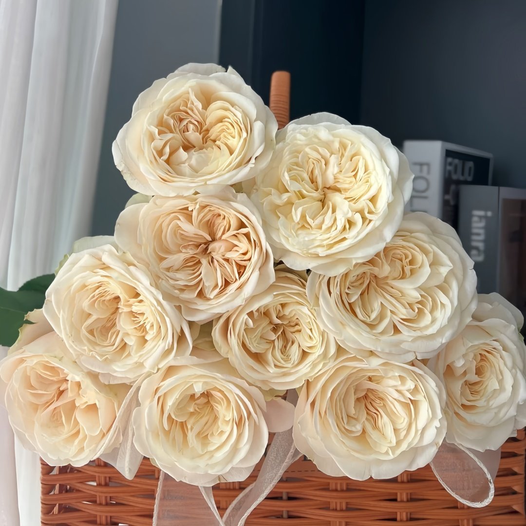 Priscilla Rose Plant|普利希拉 image 6