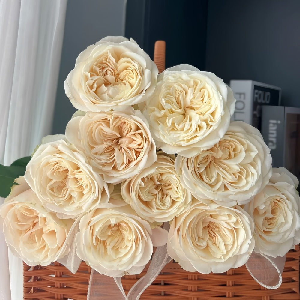 Priscilla Rose Plant|普利希拉 image 6