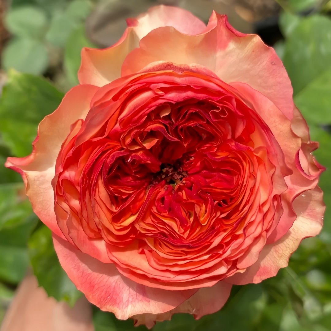 Star Trek Rose Plant｜星际迷航 image 1