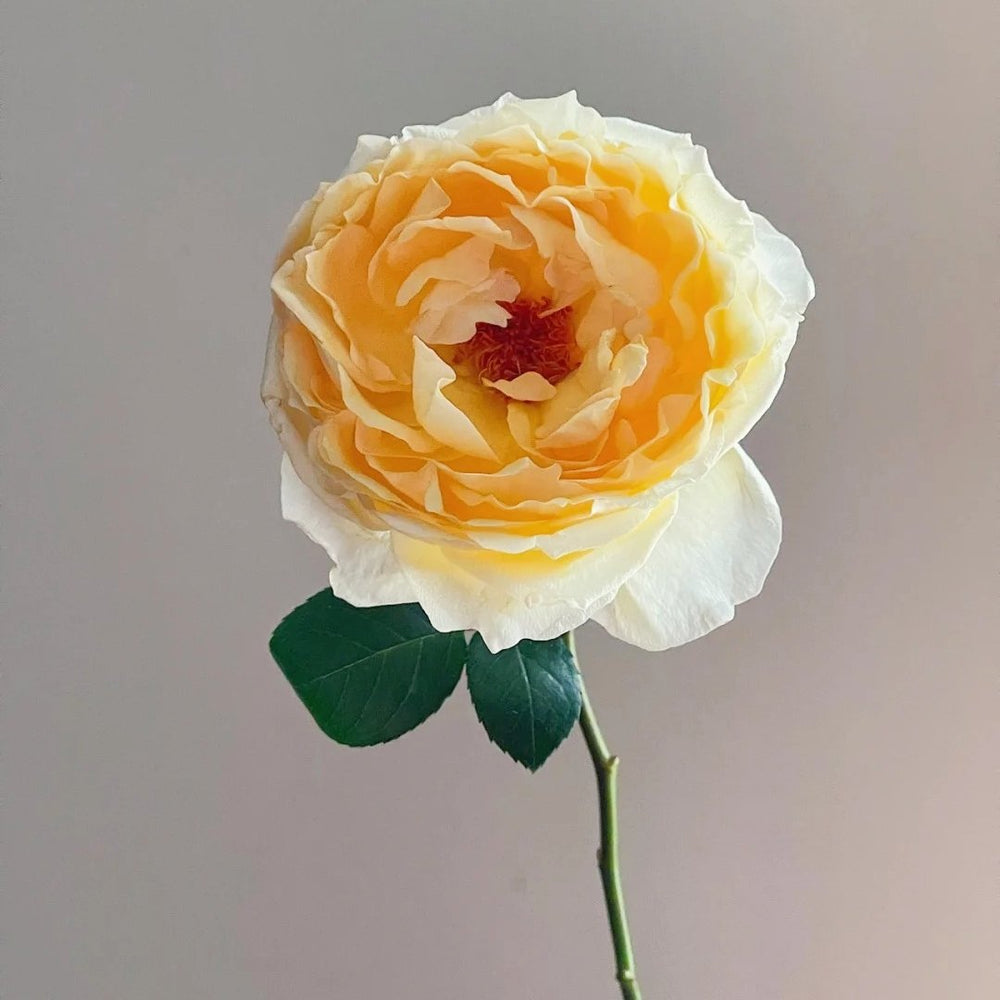 Ivory Yves Piaget Rose Plant|象牙伊芙伯爵 image 4