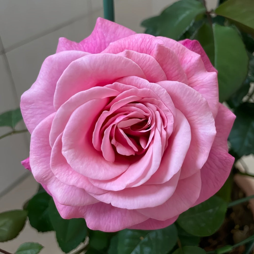 Wildberry Rose Plant|野莓子 image 2