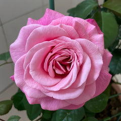 Wildberry Rose Plant|野莓子 image 2