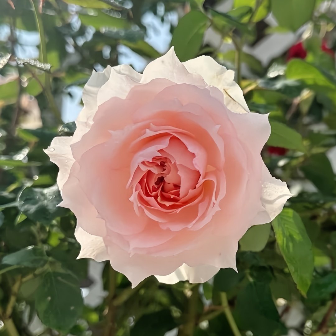 White O′Hara Rose Plant｜白哈娜 image 8